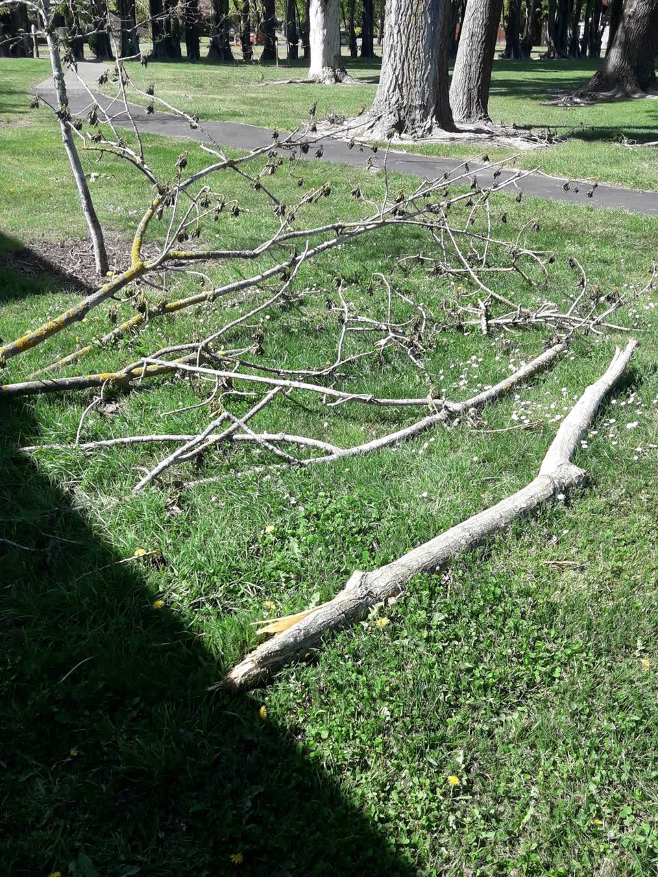 The photograph attached to this parks report