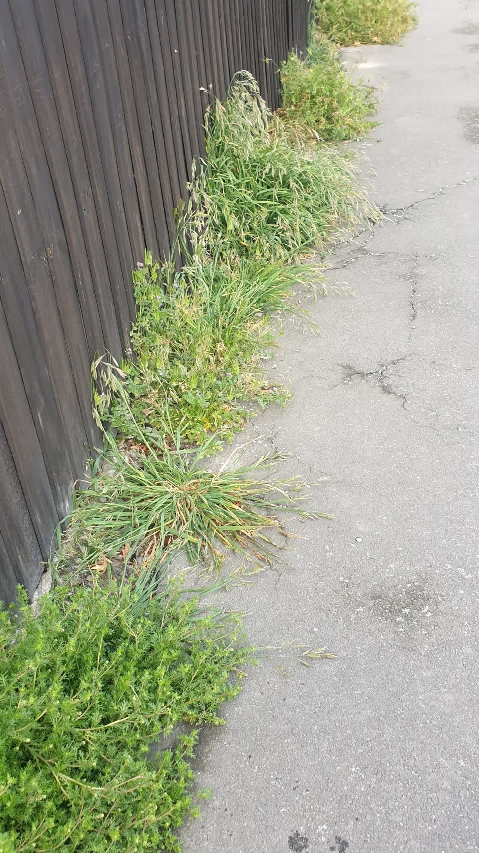 The photograph attached to this pavement - general report