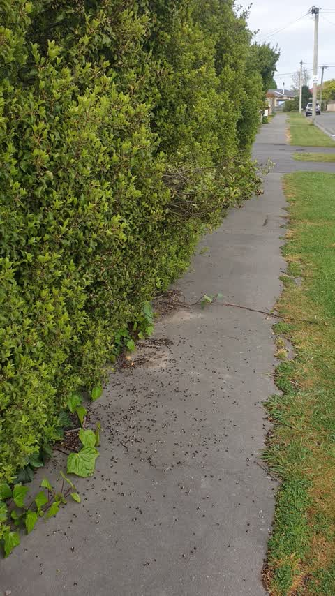 Overgrown Vegetation, a report photo