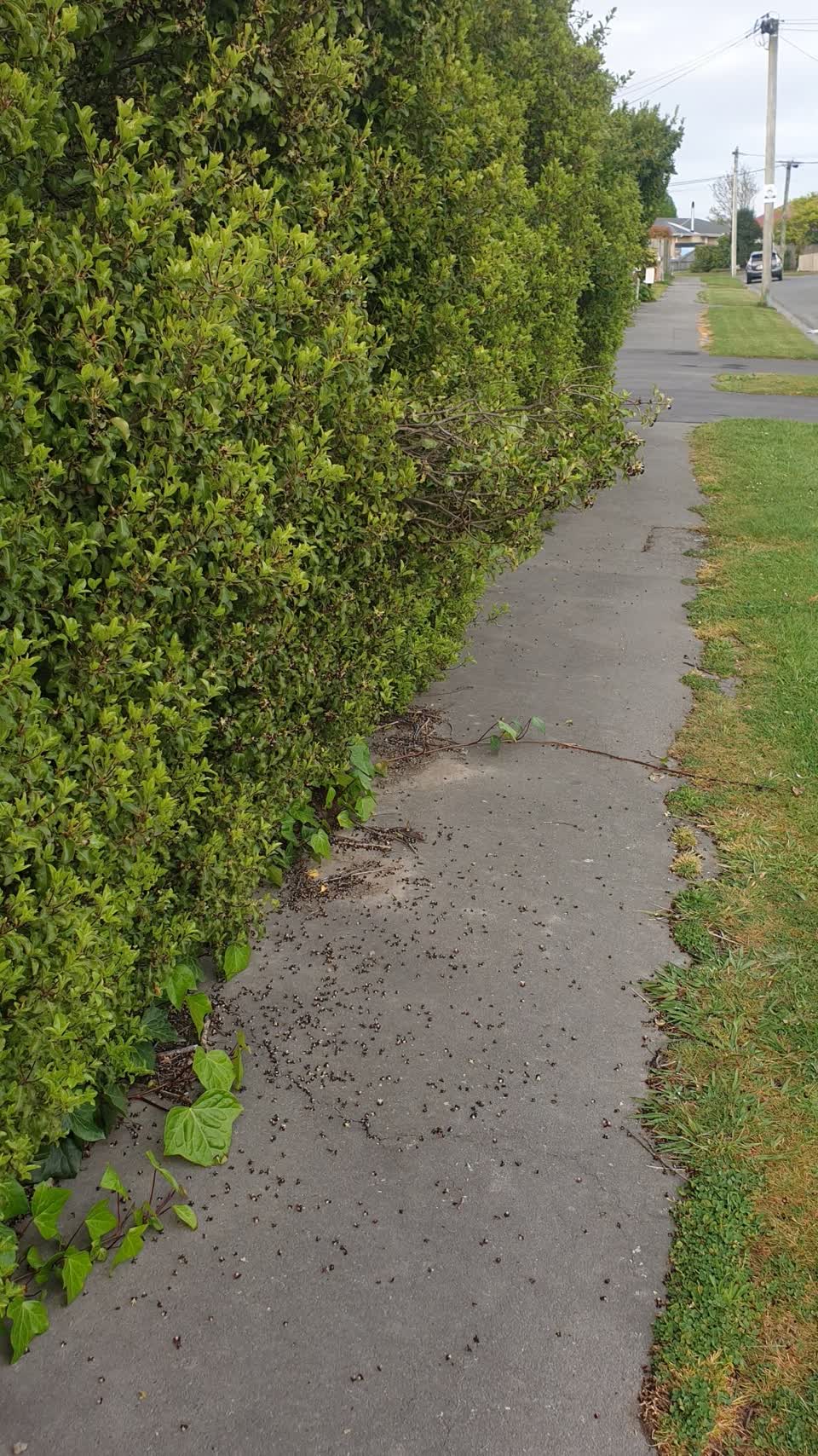The photograph attached to this overgrown vegetation report