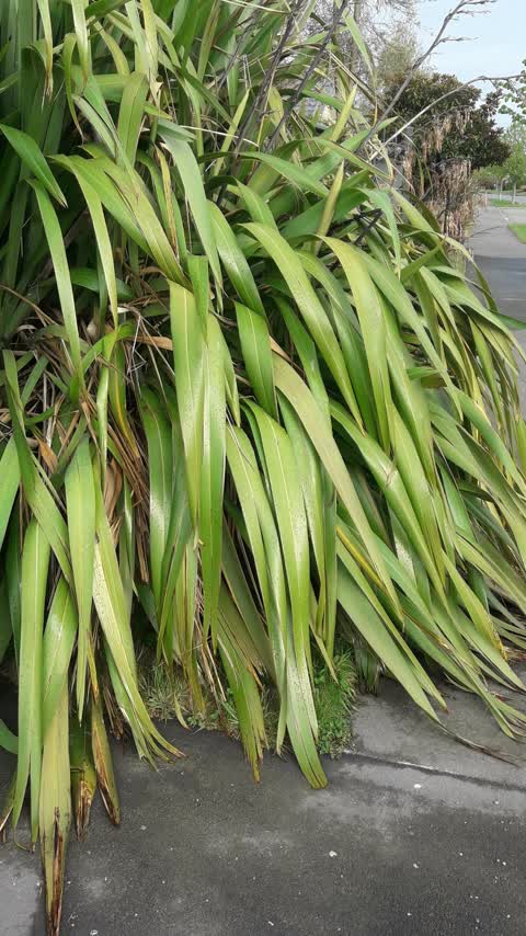 Overgrown Vegetation, a report photo