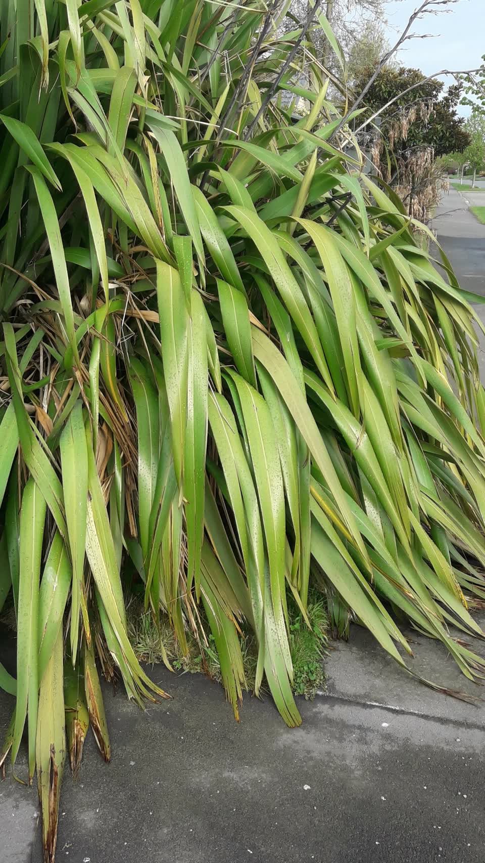 The photograph attached to this overgrown vegetation report