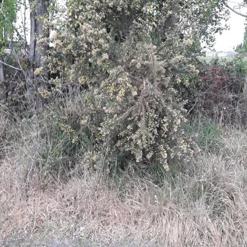Overgrown Vegetation, a report photo