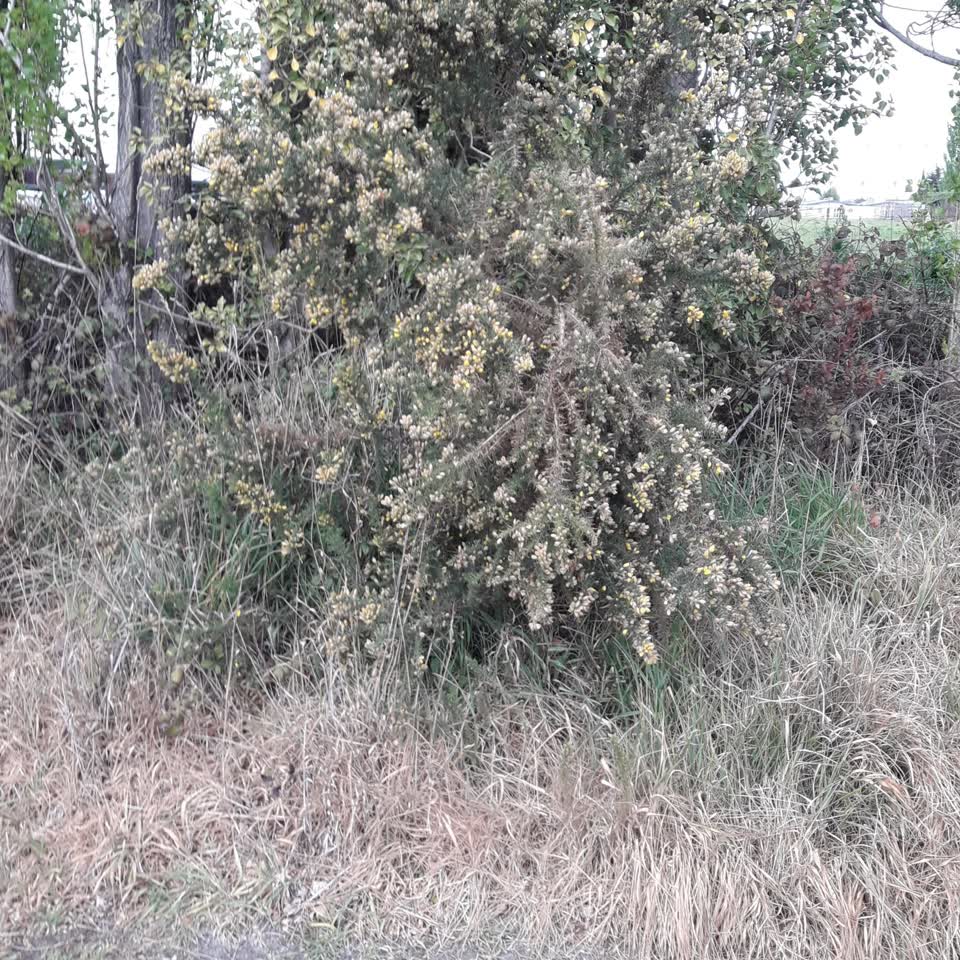 The photograph attached to this overgrown vegetation report
