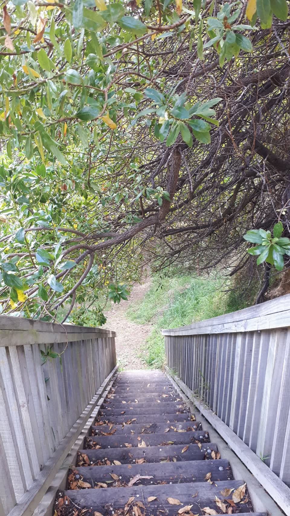 The photograph attached to this overgrown vegetation report