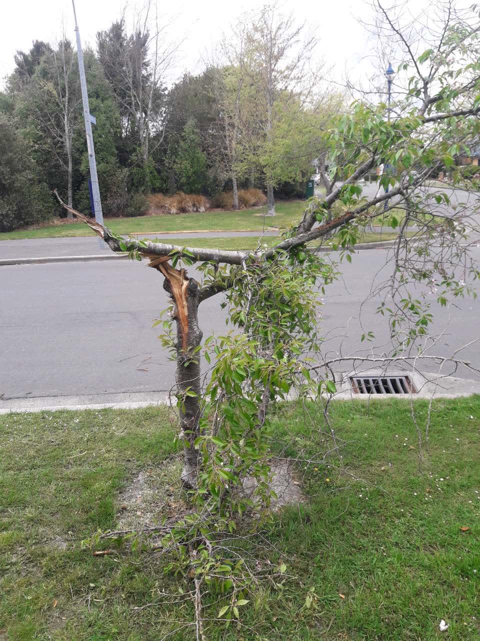The photograph attached to this parks report