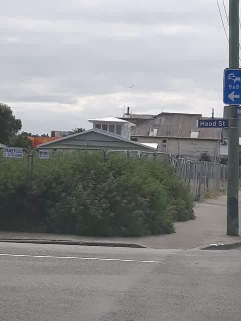 Overgrown Vegetation, a report photo