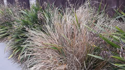 Overgrown Vegetation, a report photo