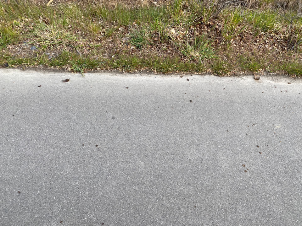 The photograph attached to this litter report