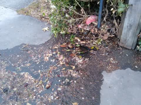Water Leak, a report photo