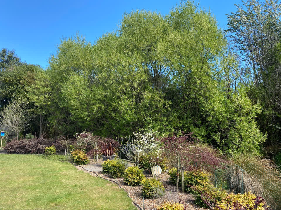 The photograph attached to this overgrown vegetation report