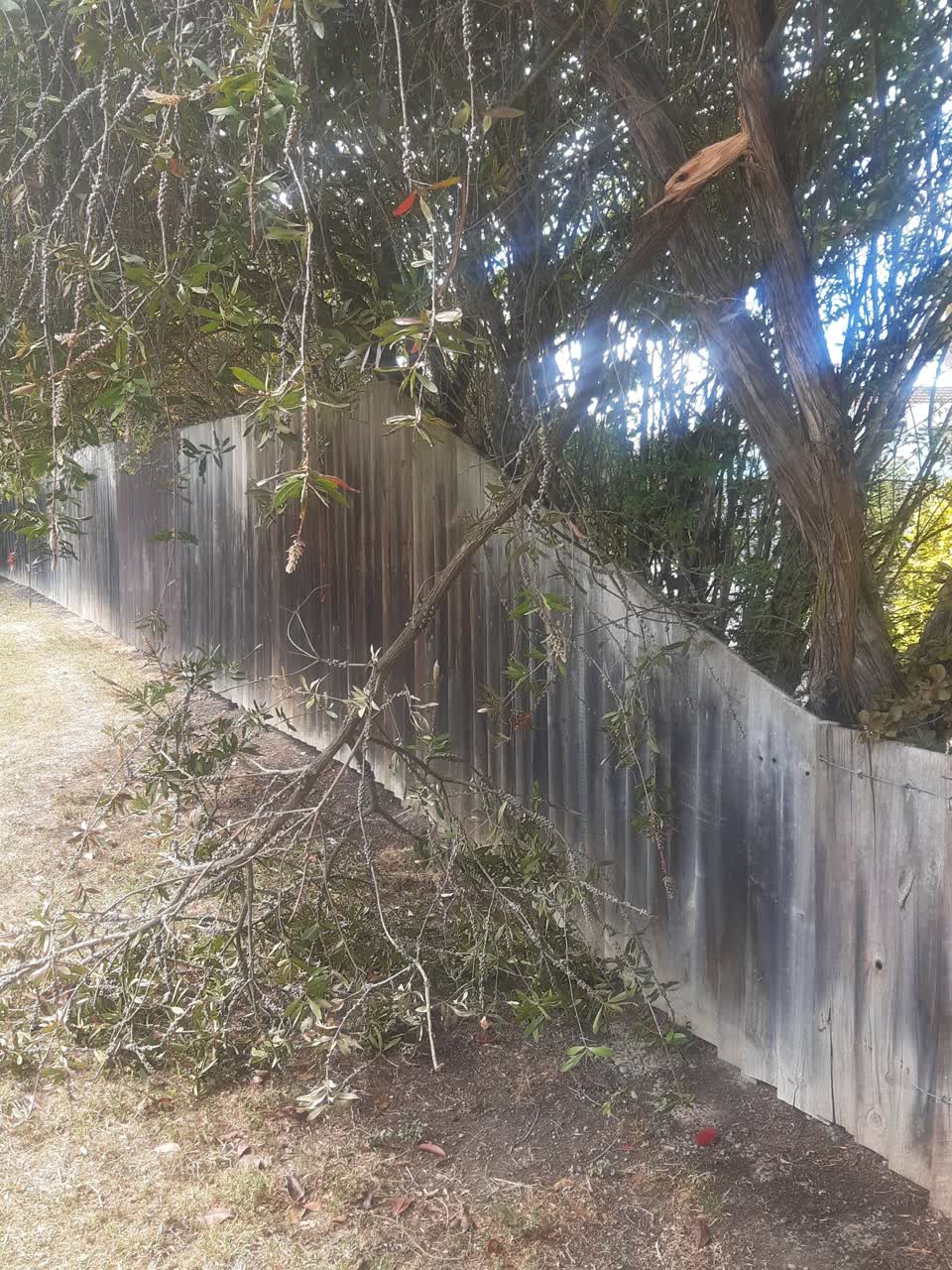 The photograph attached to this trees - general report