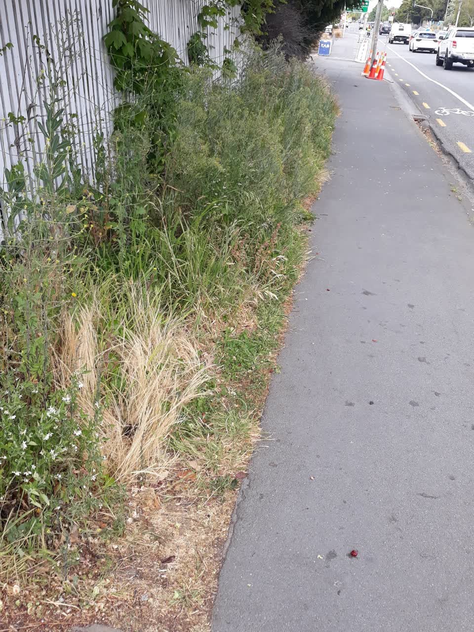 The photograph attached to this overgrown vegetation report