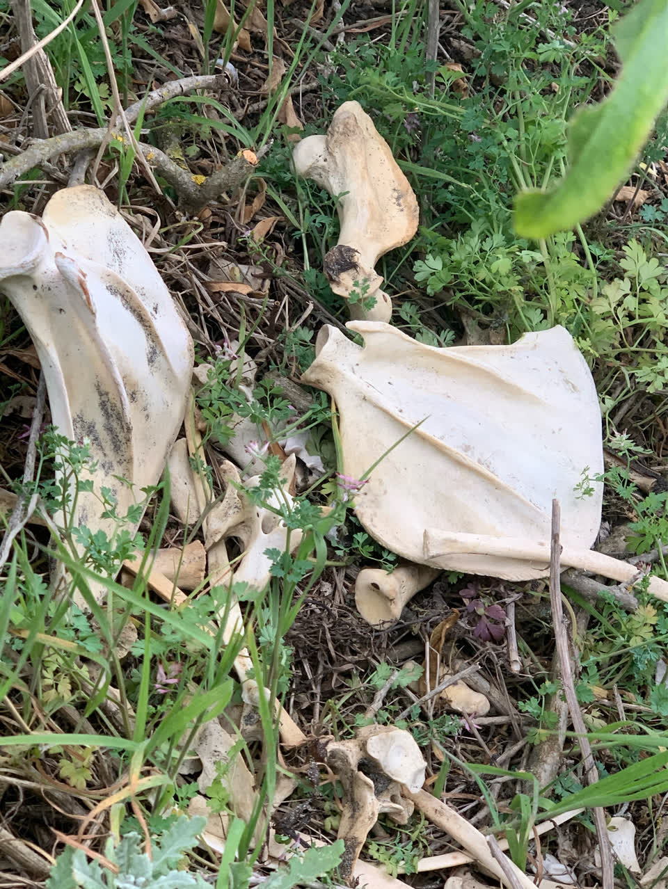 The photograph attached to this animal - deceased report