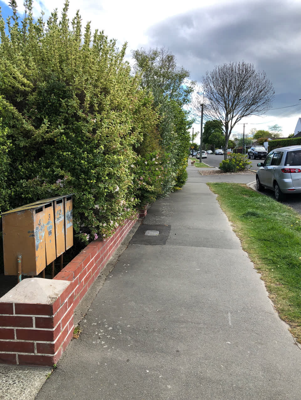The photograph attached to this overgrown vegetation report