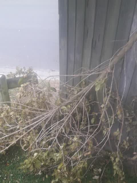 Trees - General, a report photo