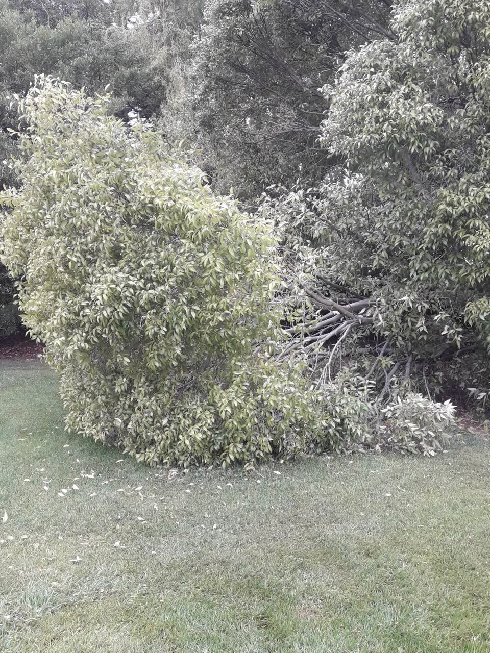 The photograph attached to this parks report