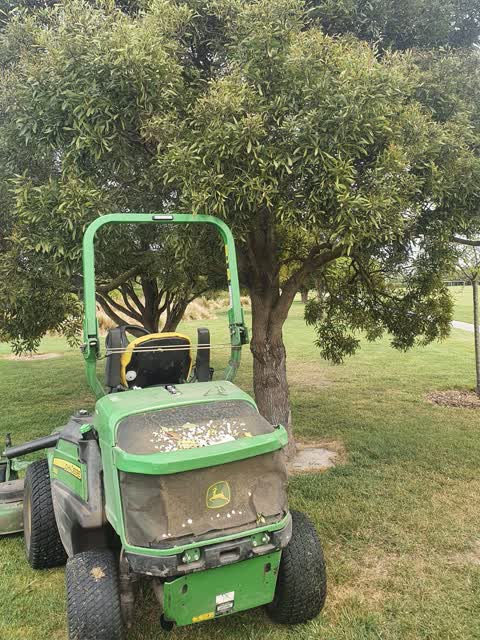 Trees - General, a report photo