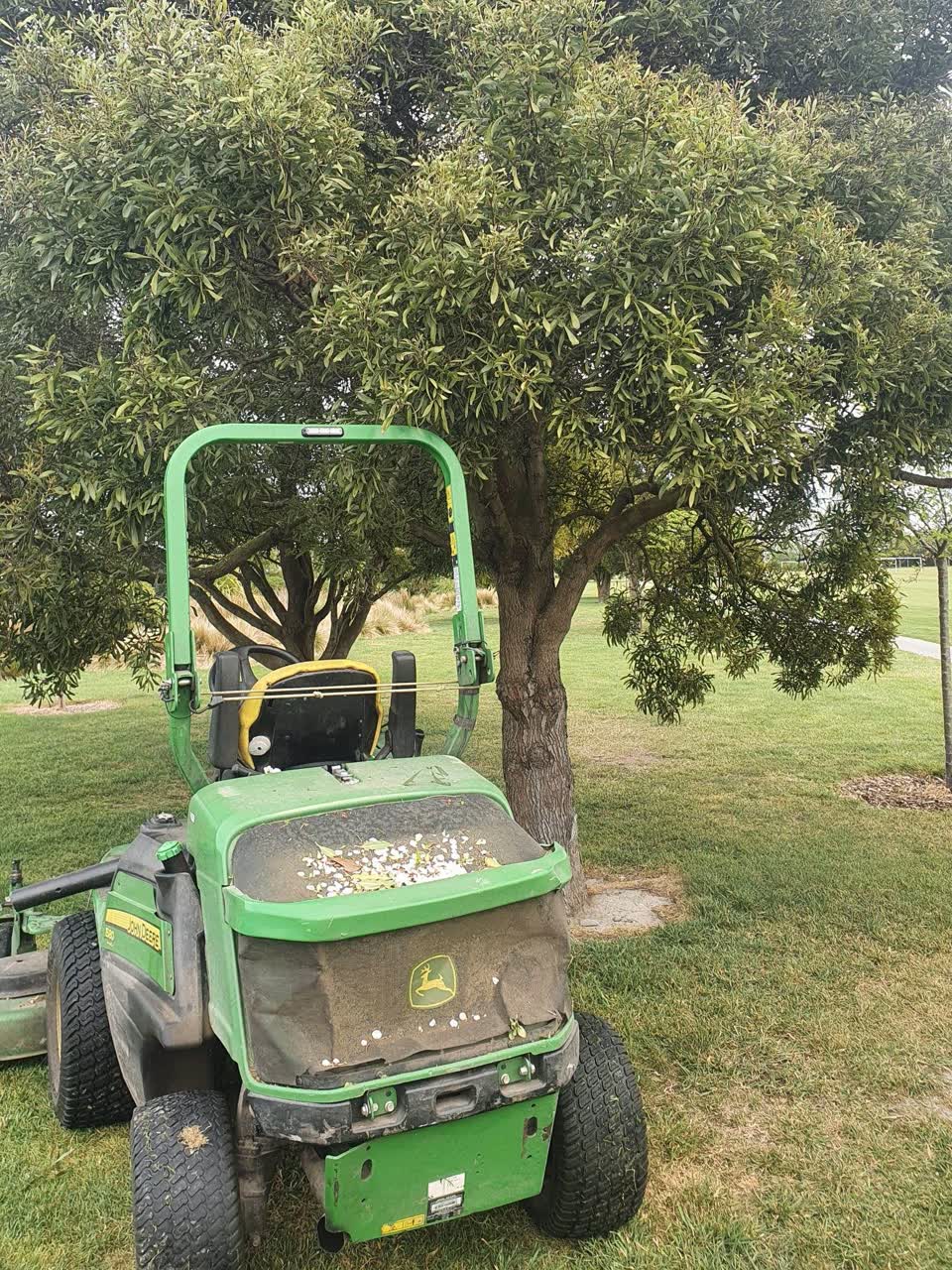 The photograph attached to this trees - general report