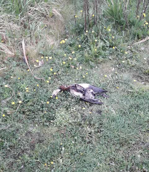 Animal - Deceased, a report photo