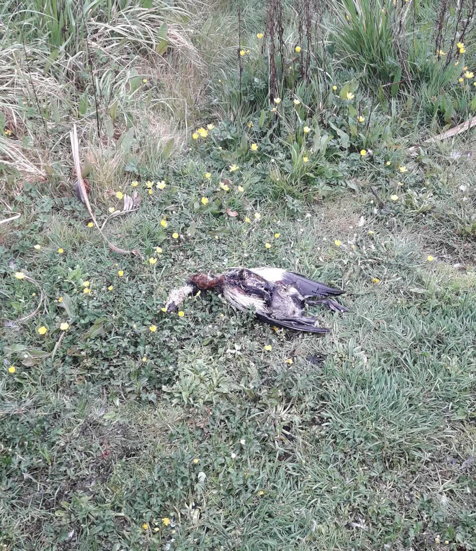 The photograph attached to this animal - deceased report
