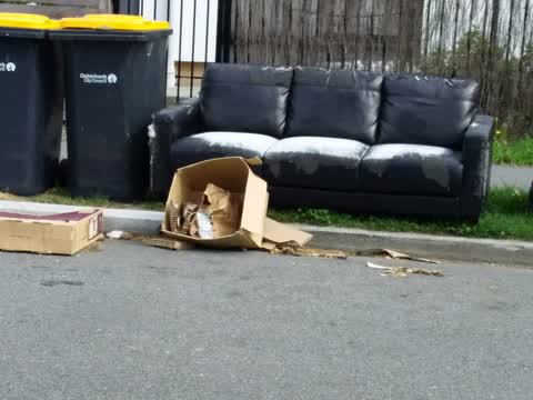 Rubbish and Bins - General — a report photo