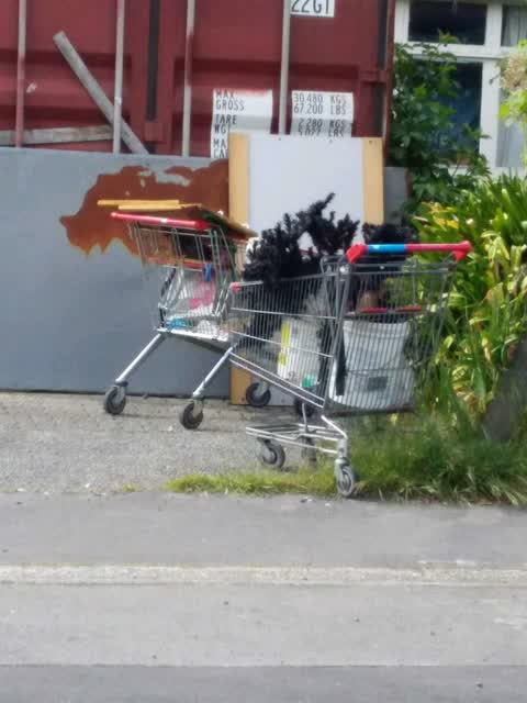 Rubbish and Bins - General — a report photo