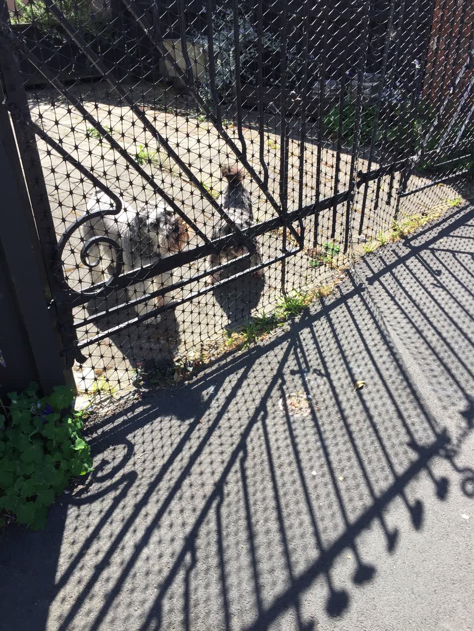 The photograph attached to this noise - animal report