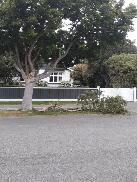 Fallen Tree, a report photo