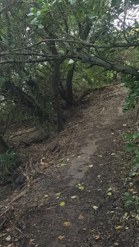 Fallen Tree, a report photo