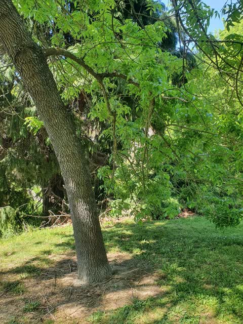 Trees - General, a report photo