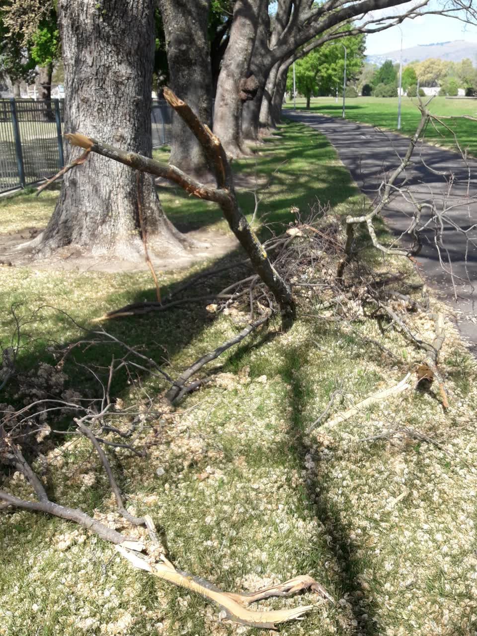The photograph attached to this parks report