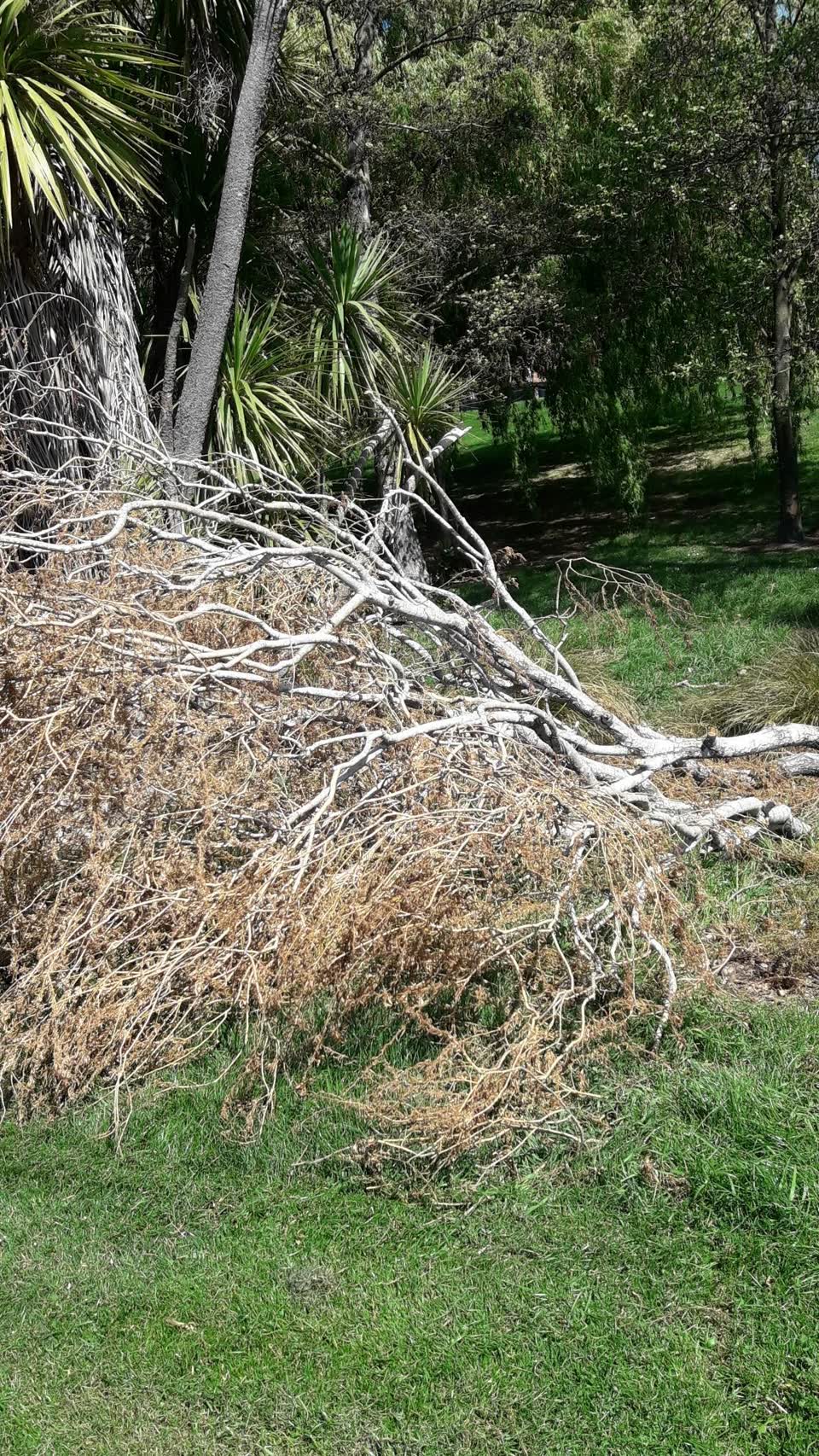 The photograph attached to this trees - general report