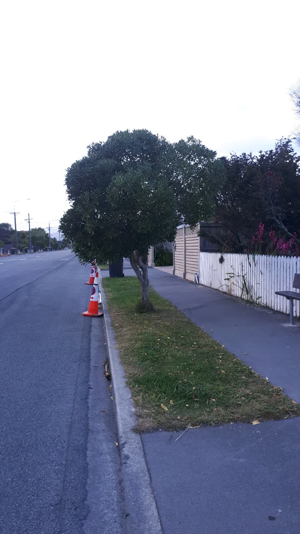 The photograph attached to this overgrown vegetation report