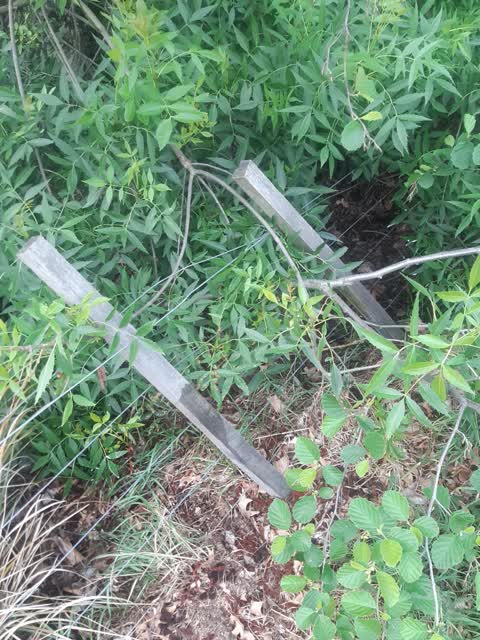 Trees - General, a report photo
