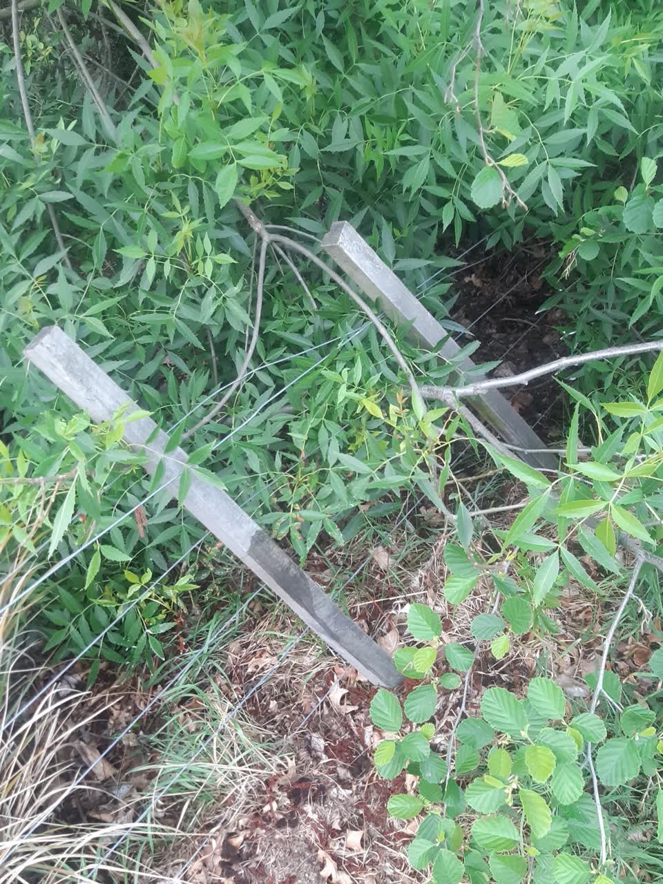 The photograph attached to this trees - general report