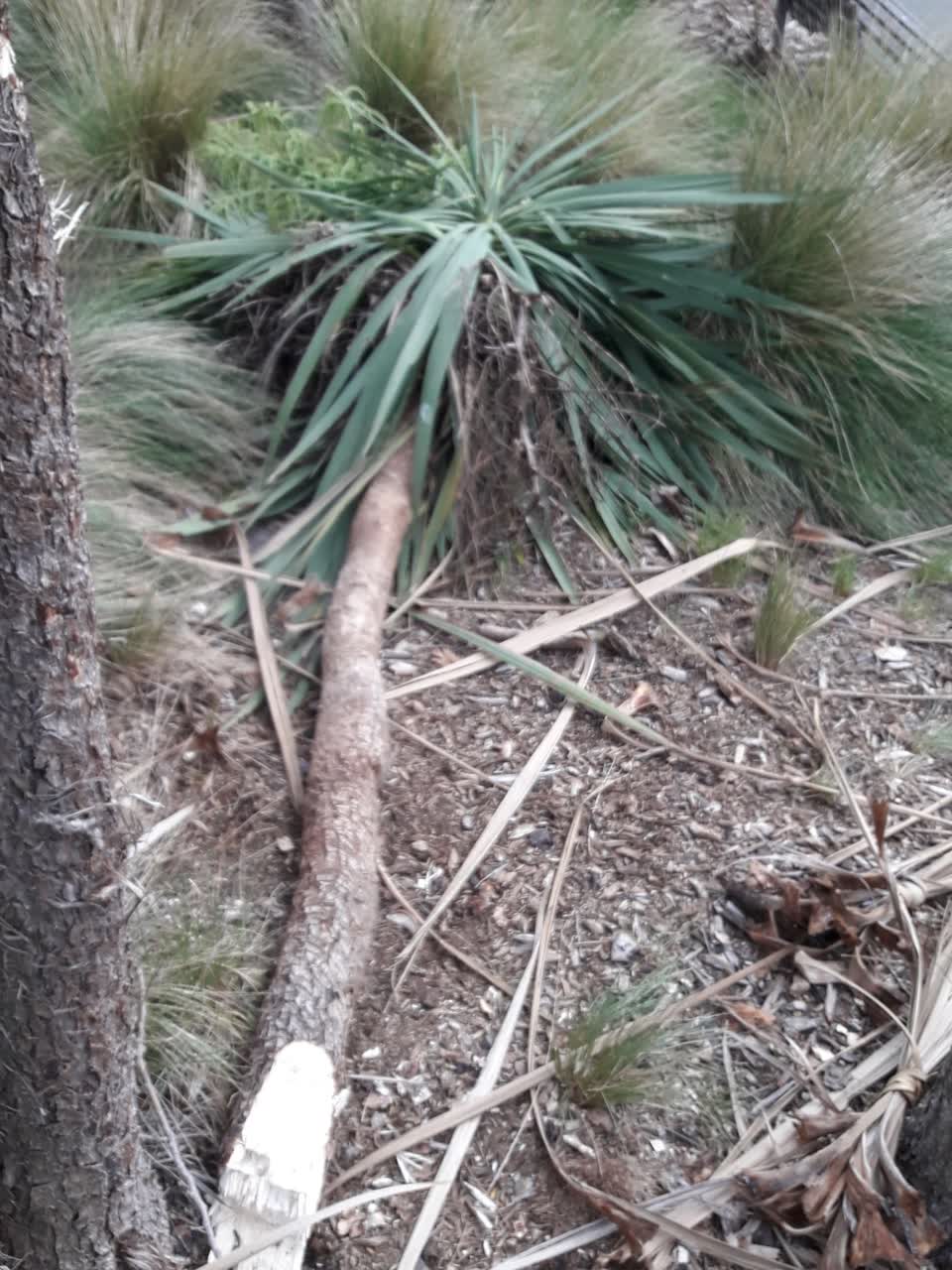 The photograph attached to this vandalism - general report