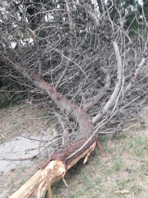 Fallen Tree, a report photo