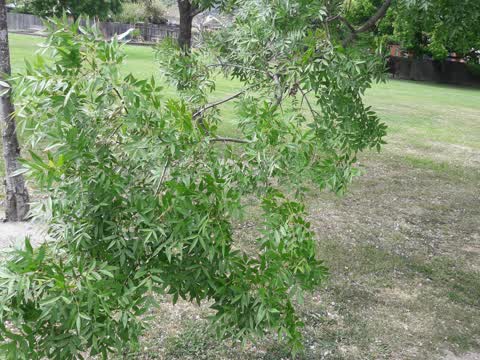 Trees - General, a report photo