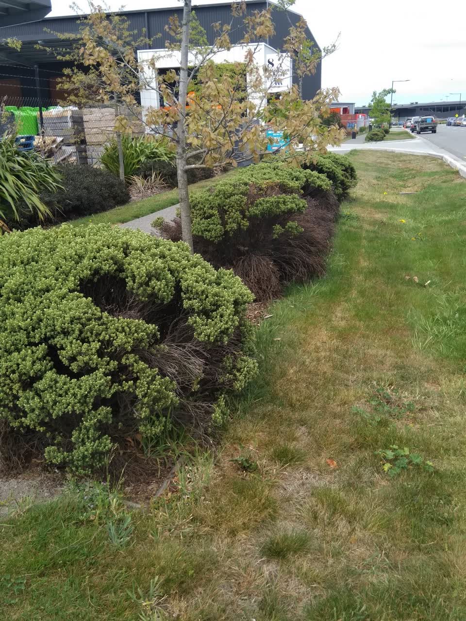 The photograph attached to this overgrown vegetation report