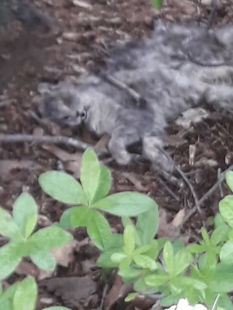 Animal - Deceased, a report photo