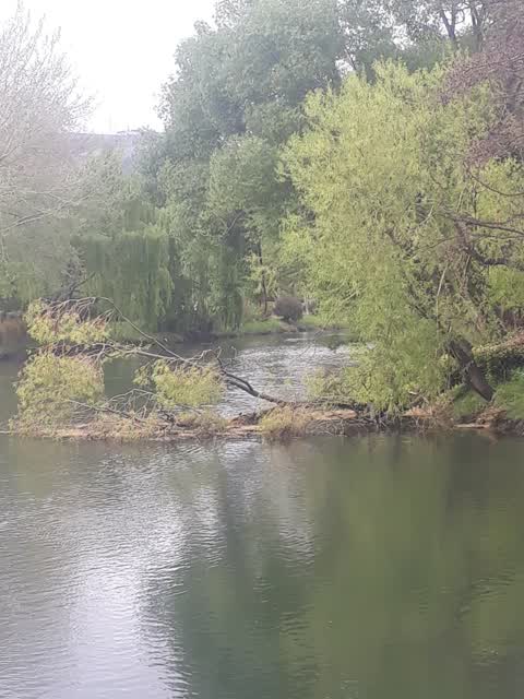 Fallen Tree, a report photo