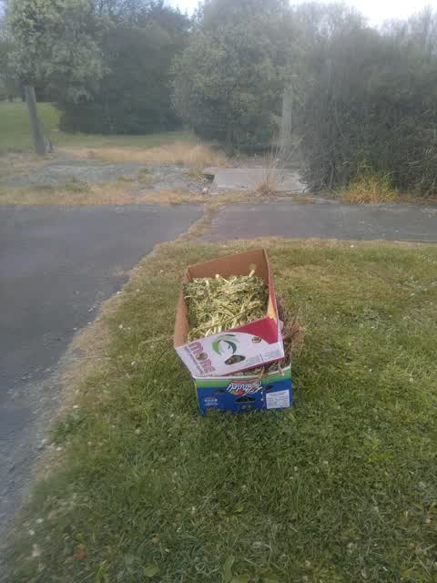 Dumped Rubbish, a report photo
