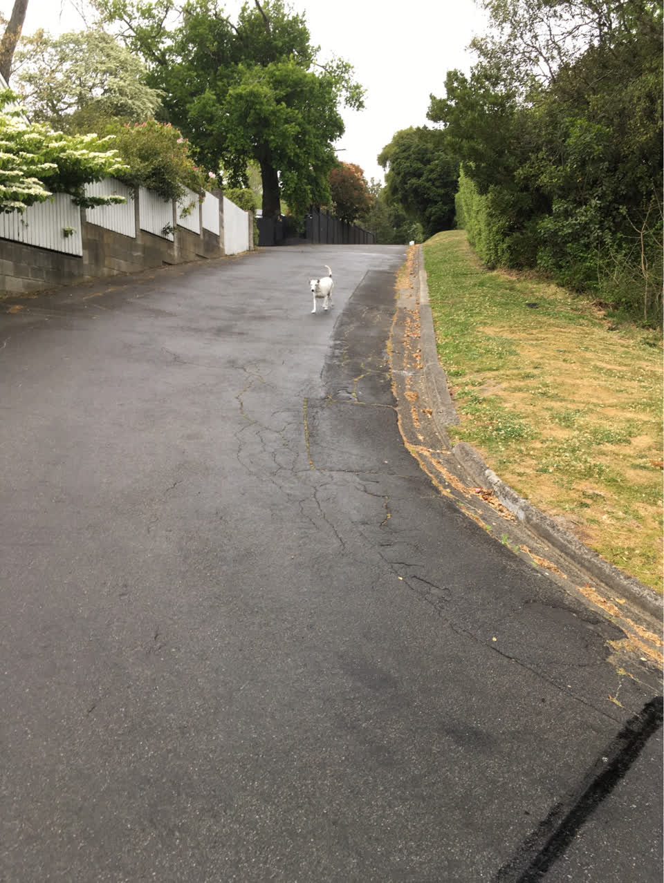 The photograph attached to this animal - domestic report