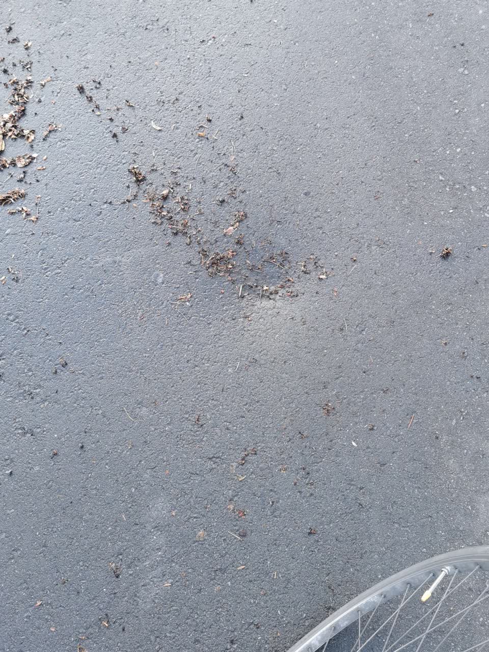The photograph attached to this pothole report