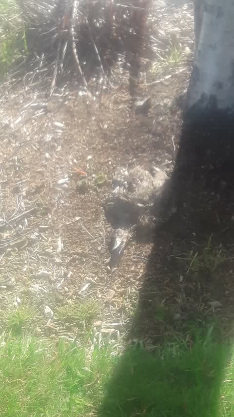Animal - Deceased, a report photo