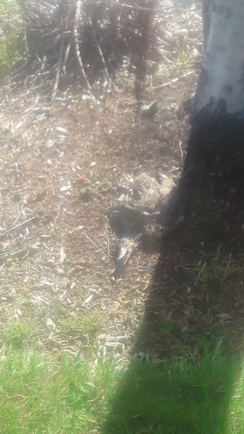 The photograph attached to this animal - deceased report