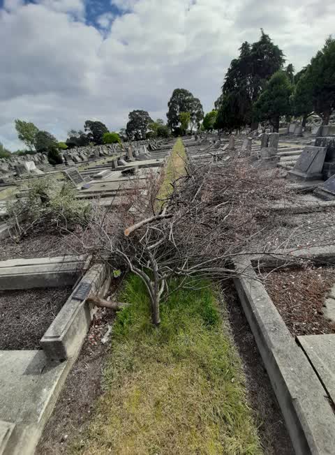 Trees - General, a report photo
