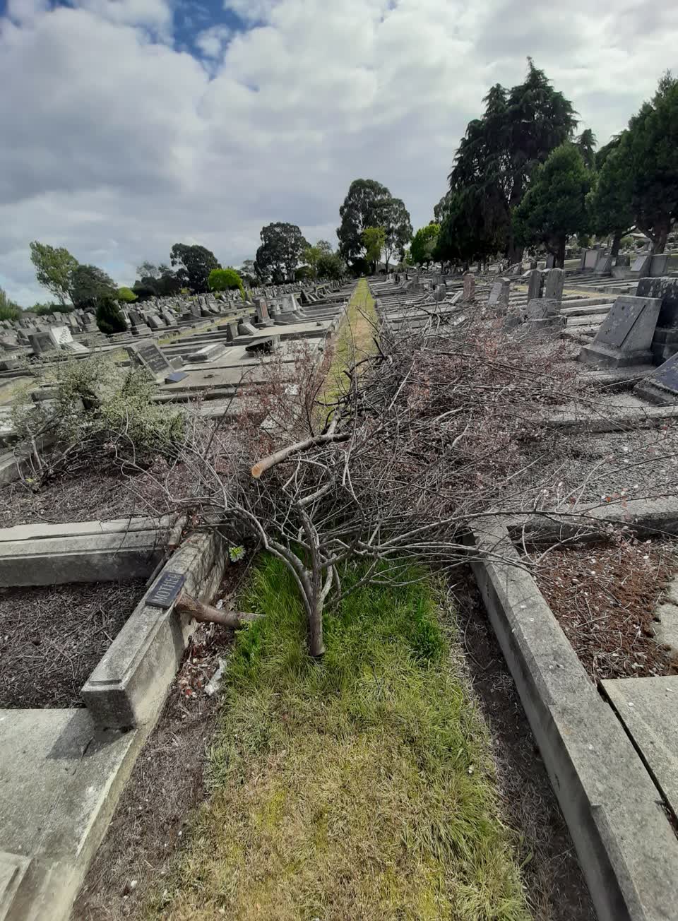 The photograph attached to this trees - general report