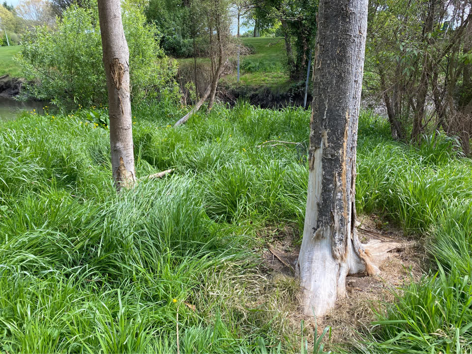 The photograph attached to this parks report
